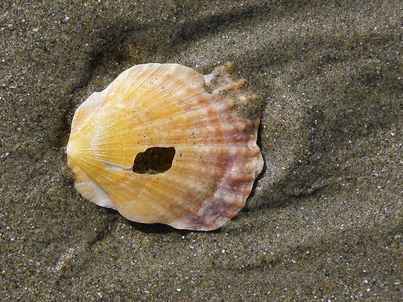 shellonthebeach.JPG - 259kb